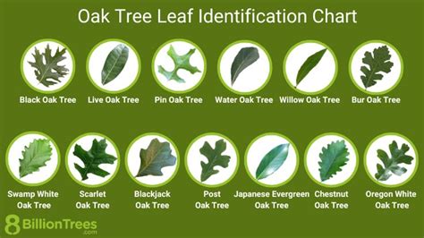 picture oak tree|oak tree identification chart.